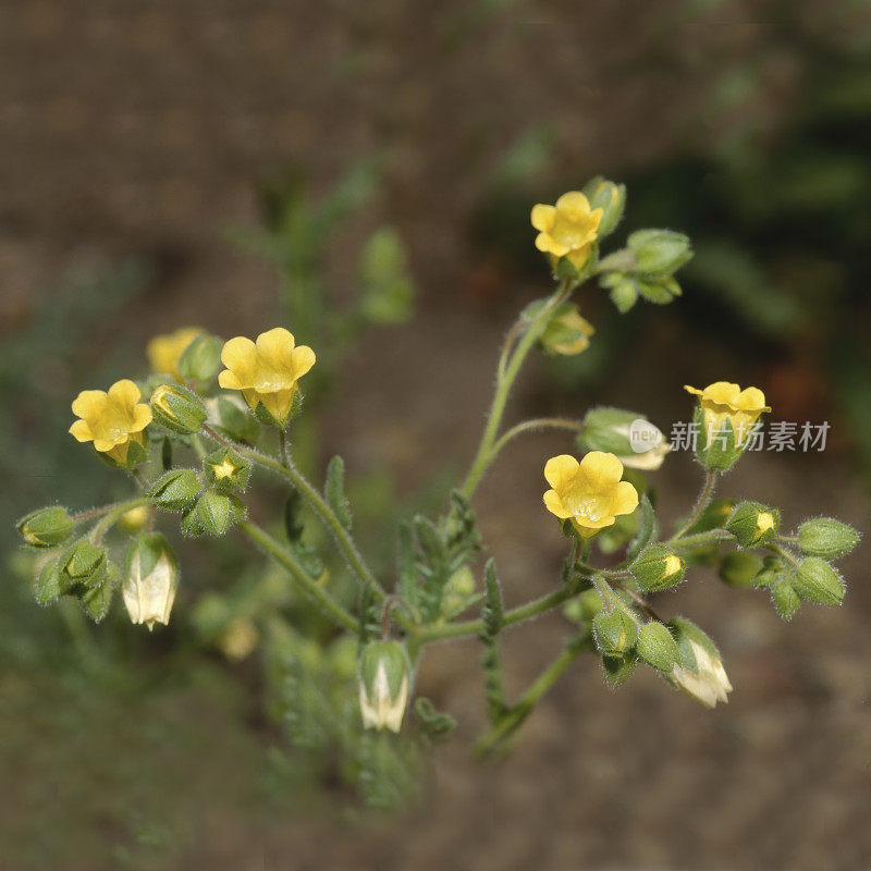 低语钟声，Emmenanthe penduliflora。紫草科。